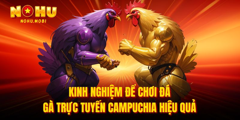 Kinh nghiệm để chơi đá gà trực tuyến Campuchia hiệu quả