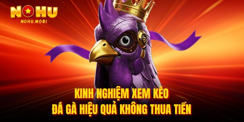 Kinh nghiệm xem kèo đá gà hiệu quả quan sát và phân tích kèo